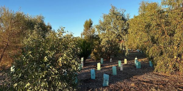 Young trees in protective tubes under a clear blue sky in a natural setting.