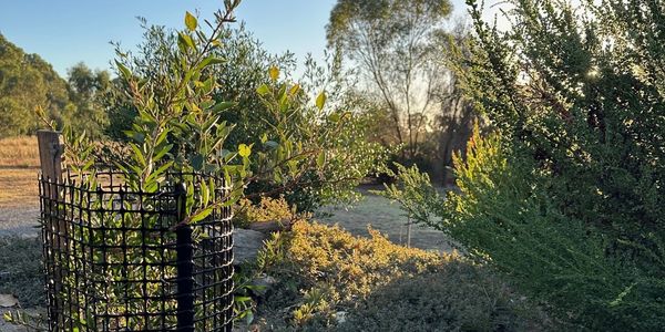 Young tree protected by a black mesh guard in a sunlit natural landscape.