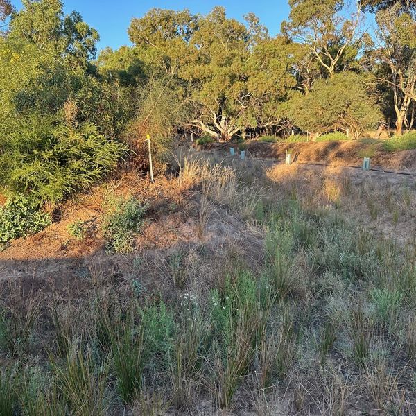 A sunlit natural area with dry grass, bushes, and trees in the background.