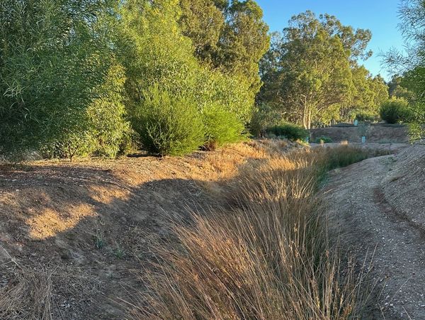 A dry creek bed surrounded by green trees and shrubs in sunlight.