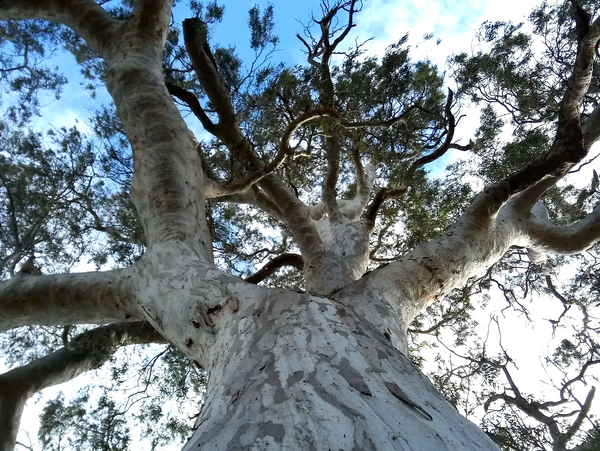 Looking up at a tall, sprawling tree with a textured trunk and branches against a blue sky.