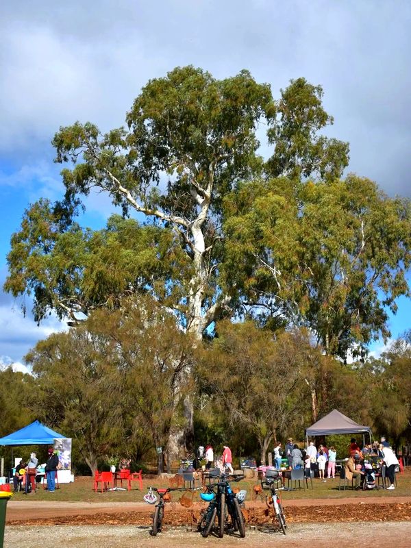 People enjoy a sunny day at a park with bikes and tents.