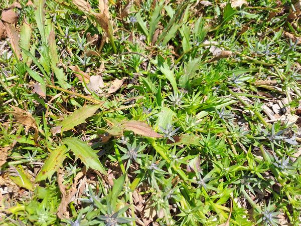 Green grass and dry leaves on the ground in sunlight.