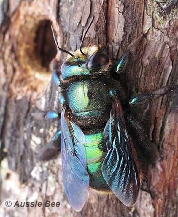 Close-up of a shiny blue-green bee on tree bark.