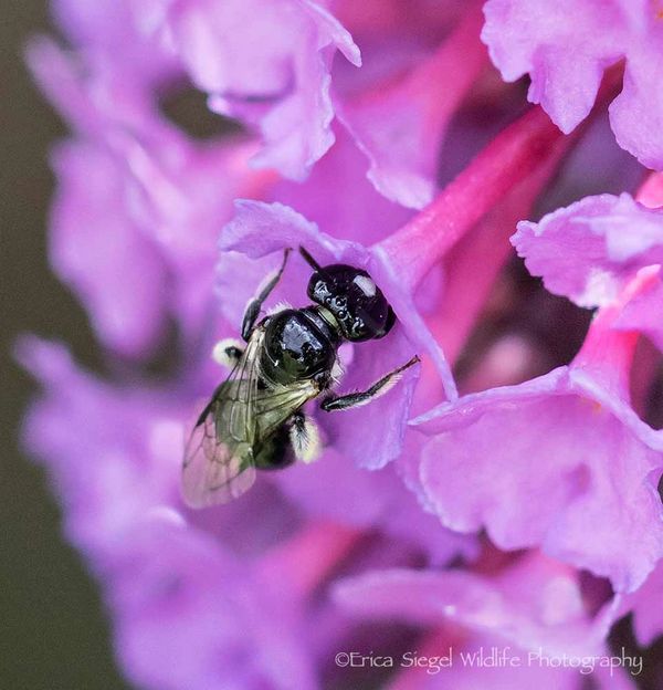 A bee on a purple flower.