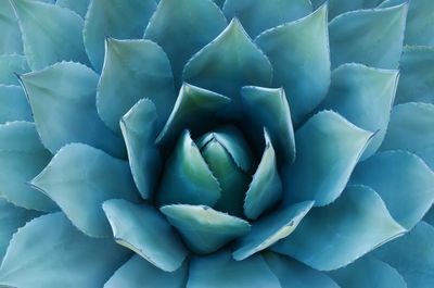 Blue agave
Mexico
Tequila