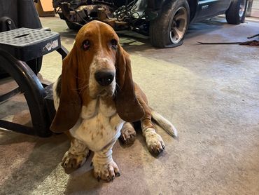 A basset hound dog resting in a garage with a partially disassembled truck in the background.