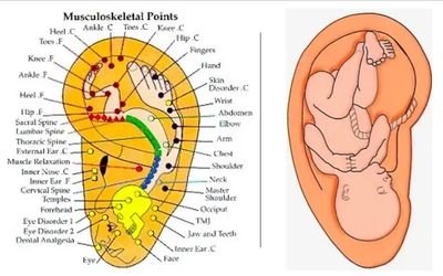 Upside down baby, fetous, life history in the ear