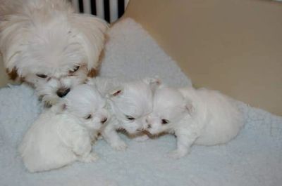 I am a small hobby breeder who breeds maltese in the effort of maintaining and improving this breed.