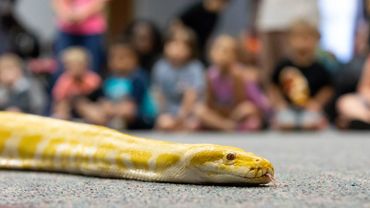 Burmese python reptile