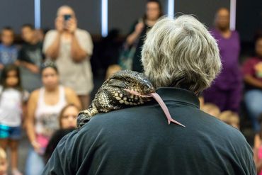 tegu at a library show