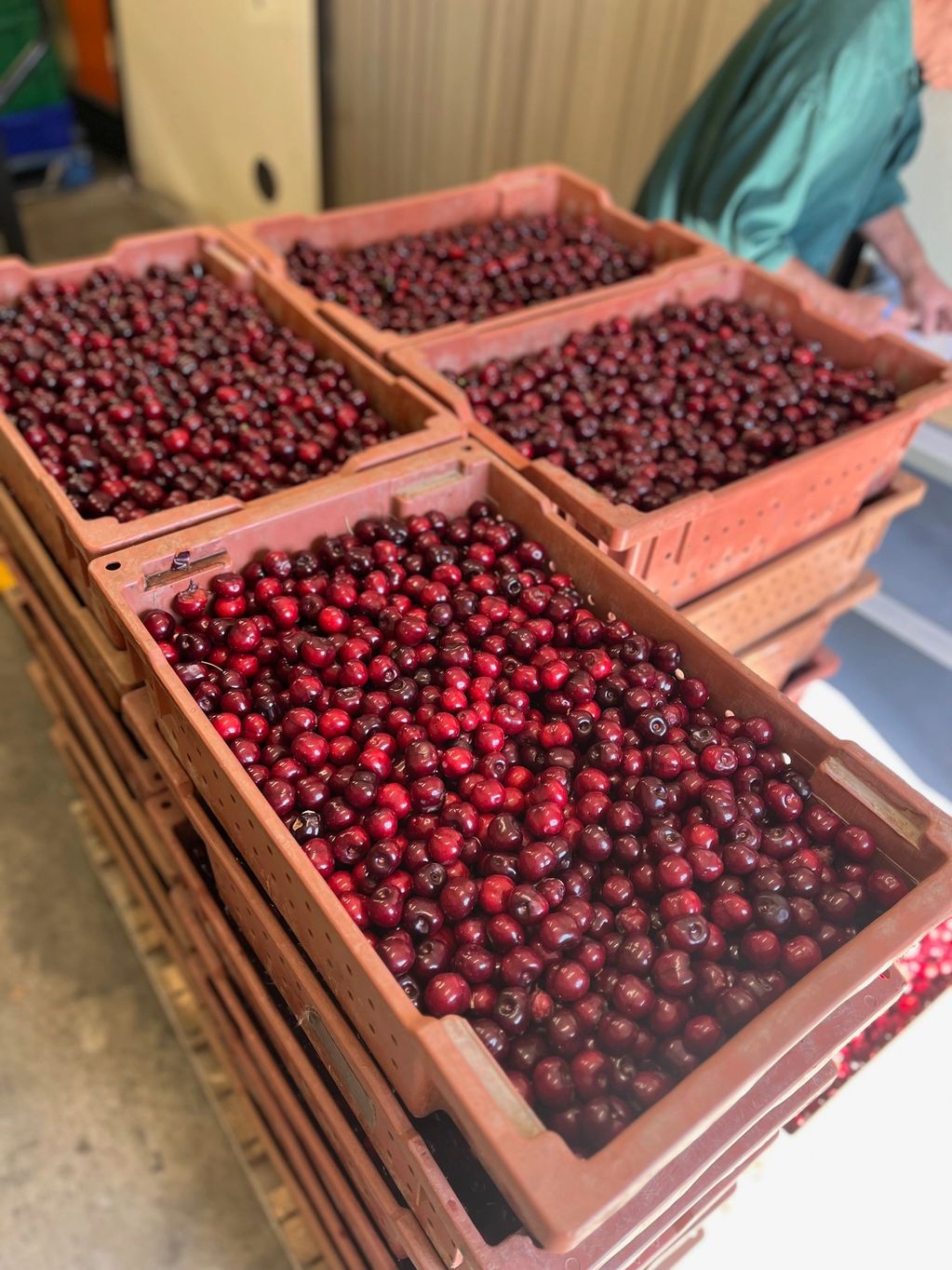 Cherries in lugs are ready to be washed and pitted to be juiced for the shrub.