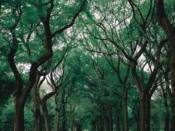 Peaceful forest