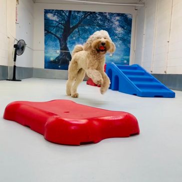 We have the best enrichment activities for your dog during daycare or overnight stay