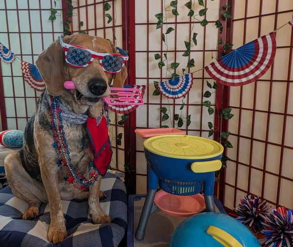 Dog dressed in patriotic gear with toy trumpet and sunglasses.