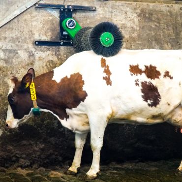 A Happy cow enjoying a Comfy Cow brush with rotating flow to scratch and groom back