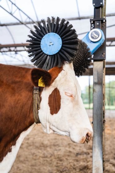 Red cow enjoying comfy cow brush, cosy cow brush
Happy farmer