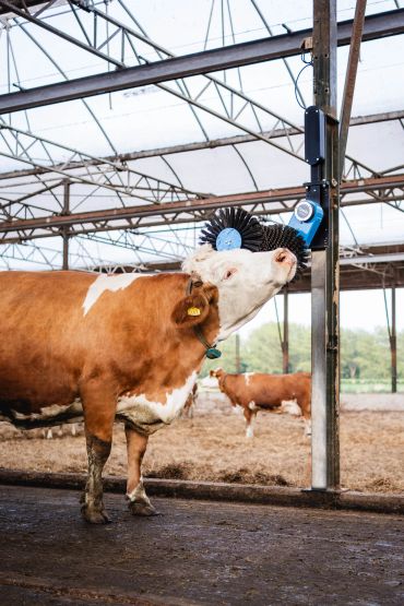Red cow enjoying Comfy cow Brush on head.
happy cow is a happy farmer