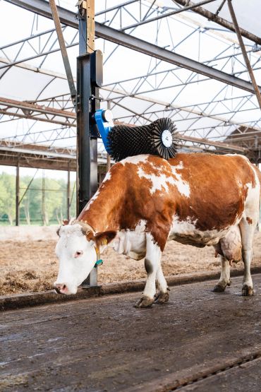 Red Cow enjoying cosy cow brush, comfy cow brush on back
Happy Farmer NA
