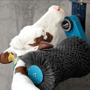 A happy cow getting it's head scrubbed by a Comfy Cow Brush.