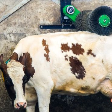 A happy cow being brushed by an automated rotating Comfy Cow brush on a wall.