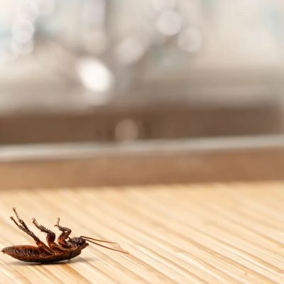 Cockroach lying on its back on a wooden floor.