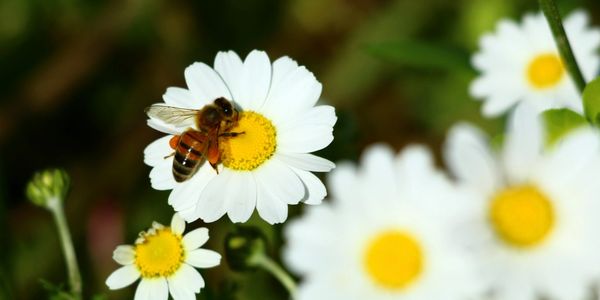 not environmentally harmfull