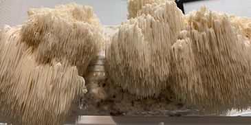 Lions 
Mane block