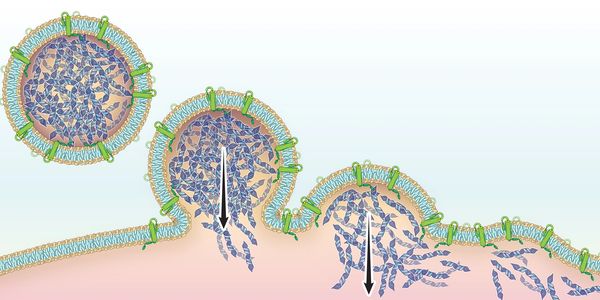 Illustration of viral entry into a host cell by membrane fusion and RNA release.