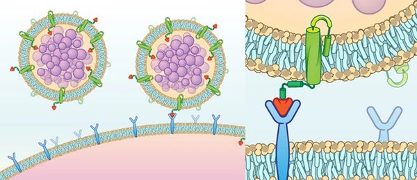 Illustration of virus particles binding to cell receptors on a cell membrane.