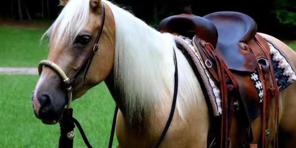 A saddled palomino horse with a bridle.