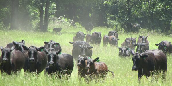 brangus cattle, replacement heifers, bulls for sale