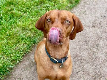 Brown dog licking its nose while sitting on a path beside grass.
