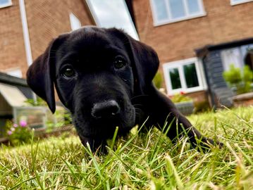 A black puppy lying in the grass in a backyard.