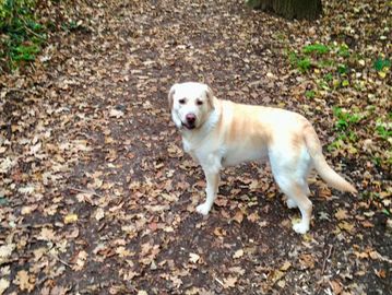 A light-colored dog standing on a leaf-covered forest path.
