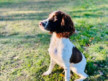 A brown and white dog sitting attentively on grass in a sunlit park.