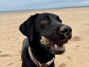 A black dog with a sandy nose at the beach.