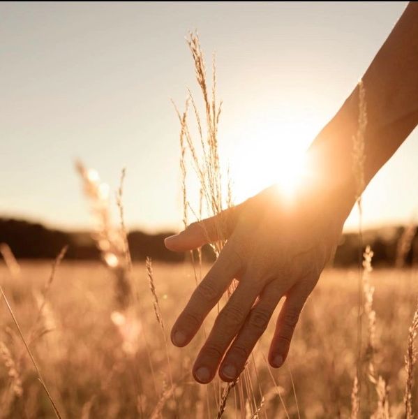 Hand gently touching tall grass in a sunlit field at golden hour.