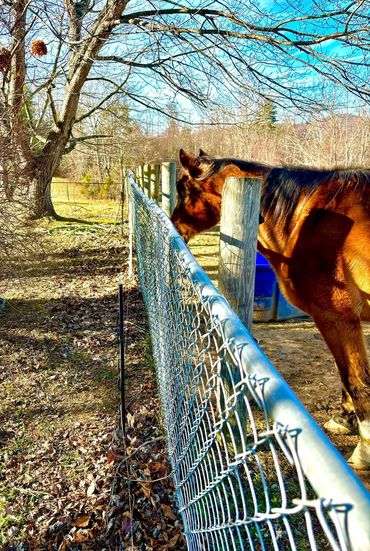 Fence Repair