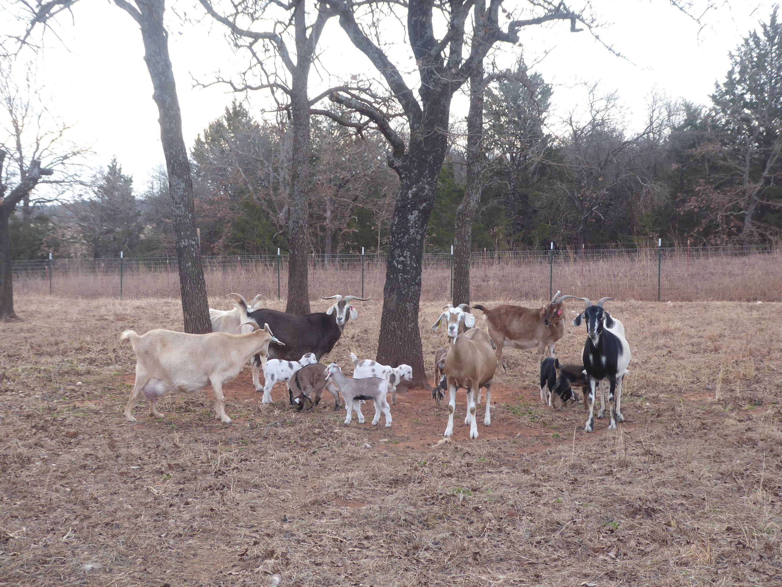 Bear Creek Farms Kiko, Goats, Breeder