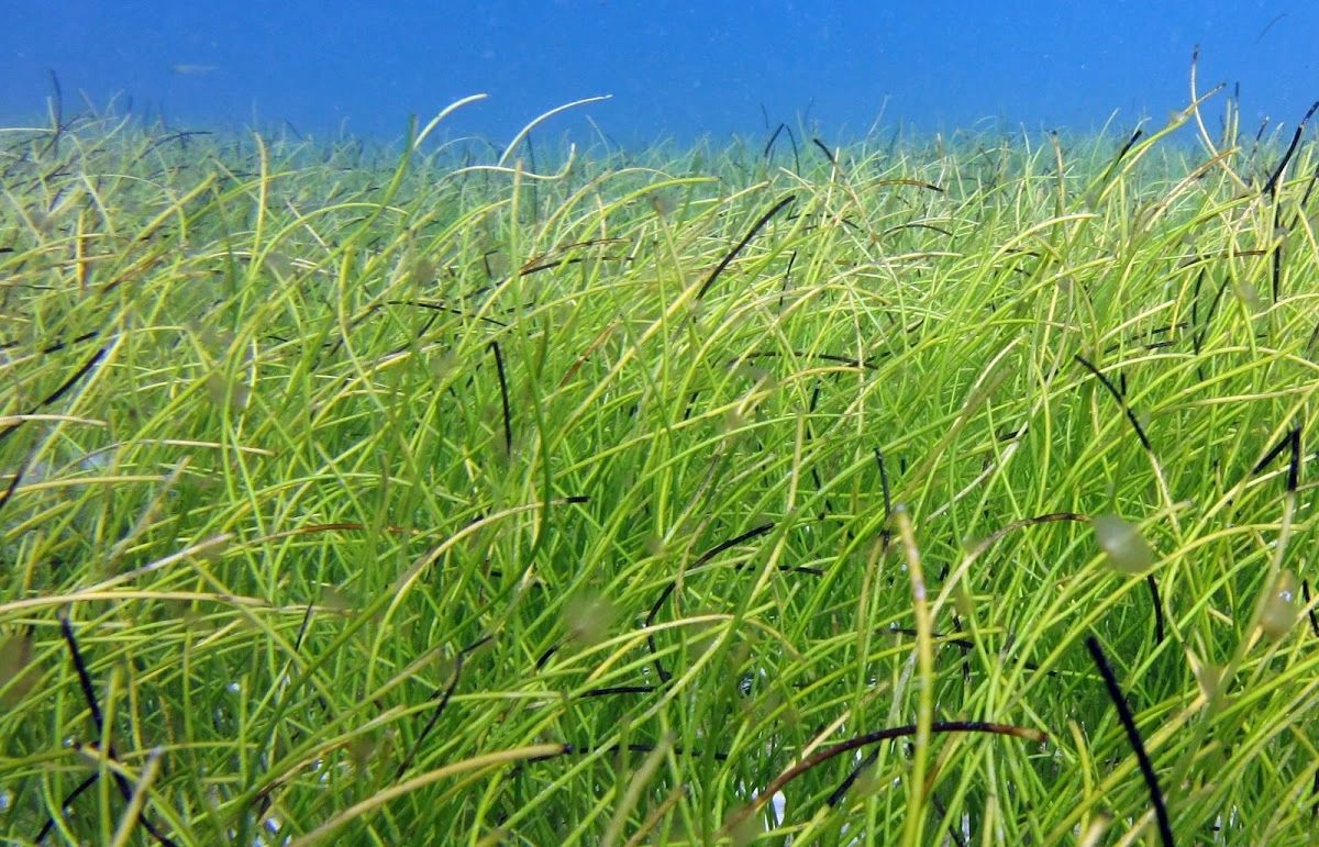 For Sale Saltwater Marine Plants Aquaticus Plants