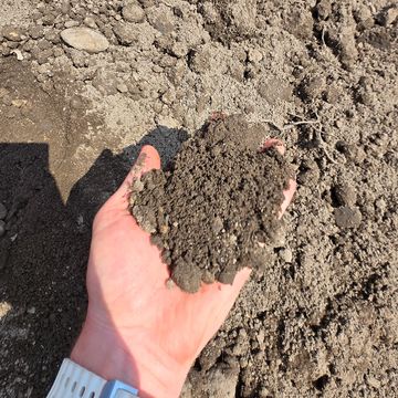 Hand holding loose soil over a patch of tilled earth.