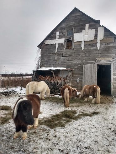 Our miniature horses and pony fluffed up for winter