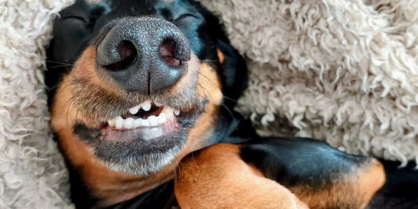 Close-up of a dog smiling with teeth showing while lying on a soft blanket.