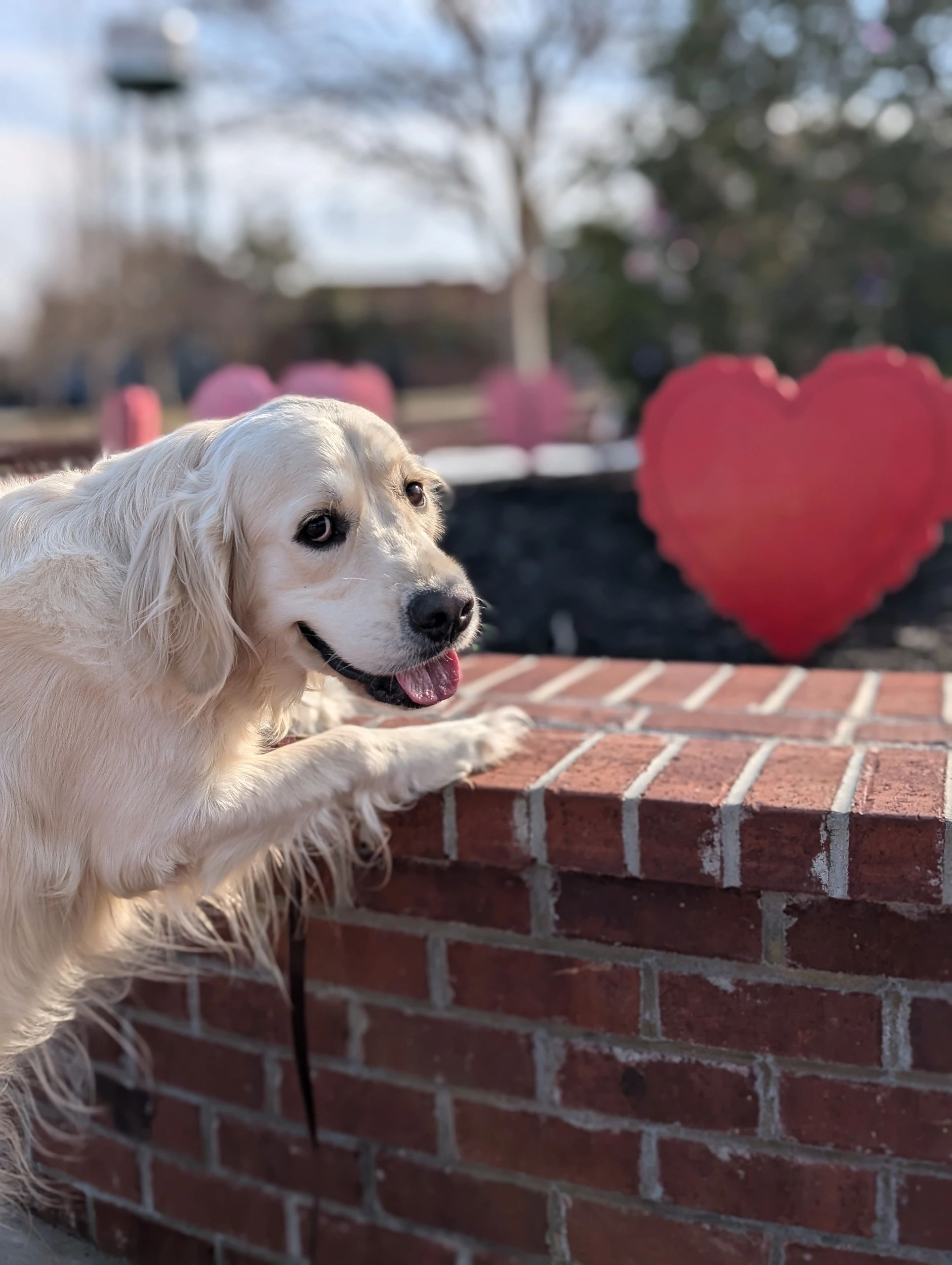 A service dog poses for a picture in downtown Conway South Carolina.
