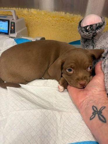 A small brown puppy resting its head on a tattooed hand.