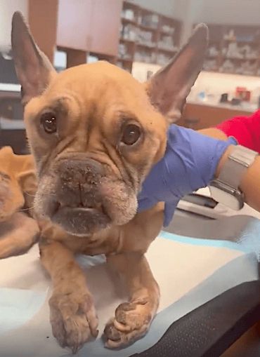 A French Bulldog receives care at a veterinary clinic.