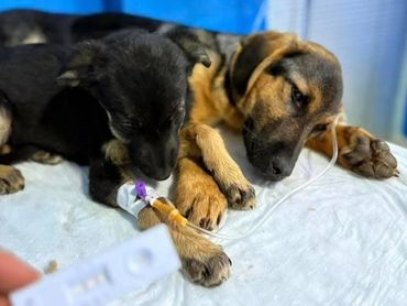 Two dogs resting with medical IV lines in a clinical setting.