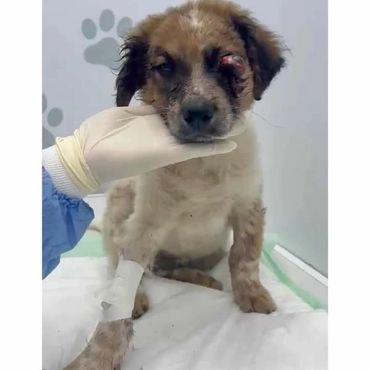 A sick puppy with an eye injury is being cared for by a gloved hand.