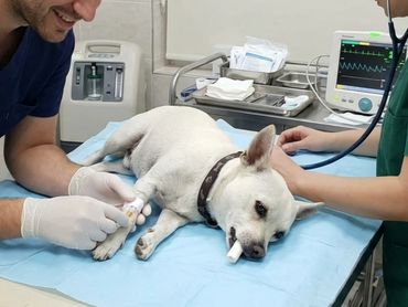 Veterinarians treating a dog lying on an examination table.